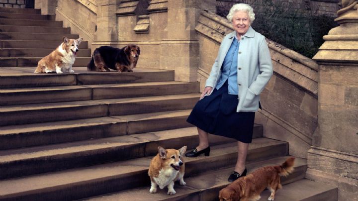Así siguen los perros corgis de la Reina Isabel a un mes de su viaje a la eternidad