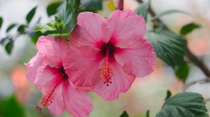Verde milenario: La planta ancestral que puede embellecer tu hogar con sus flores