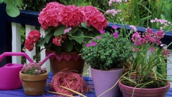 La vida entre muros: Descubre los beneficios que tienen las plantas de exterior para tu jardín