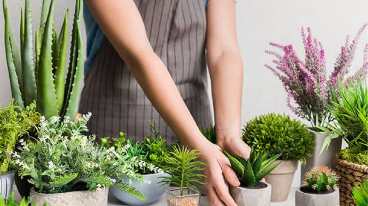El verdor en tu ventana: Estas son las plantas artificiales que hacen más lindo tu hogar