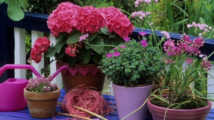 La vida entre muros: Descubre los beneficios que tienen las plantas de exterior para tu jardín