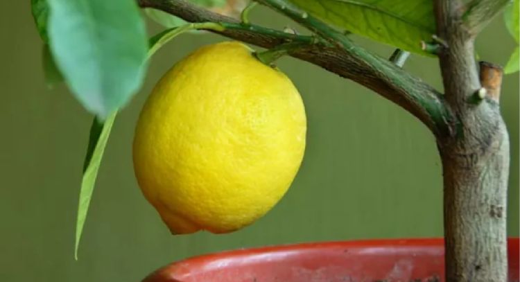 Sobre la tierra: Esta planta con fruta exótica esconde dos tesoros para tu salud